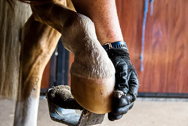 A hoof being held and assessed during a hoof-care appointment
